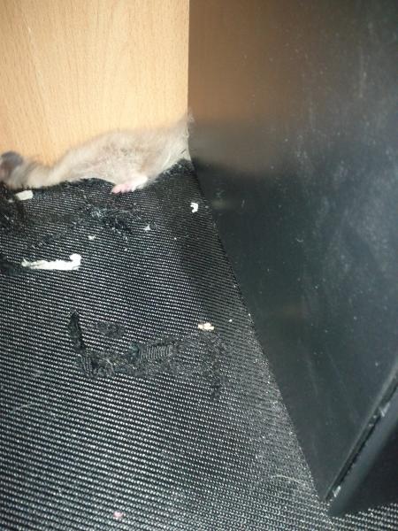 sonstiges hamster5 img0450