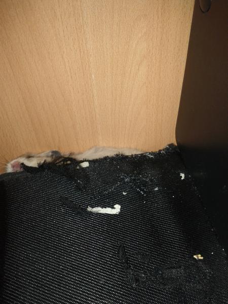 sonstiges hamster5 img0451