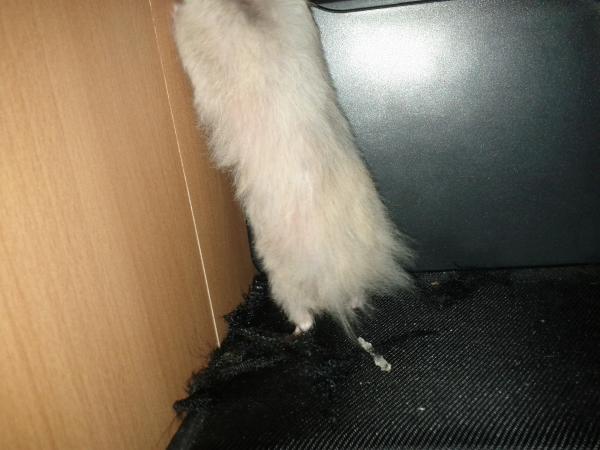 sonstiges hamster5 img0452