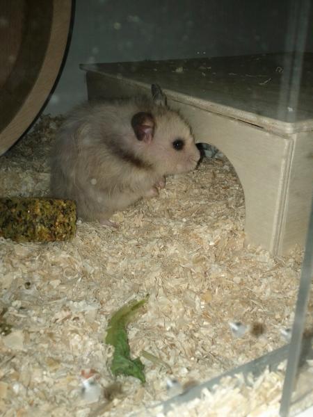 sonstiges hamster5 img0453