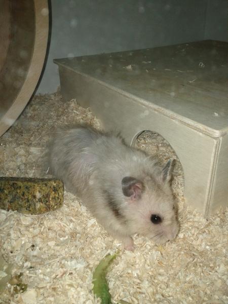 sonstiges hamster5 img0454