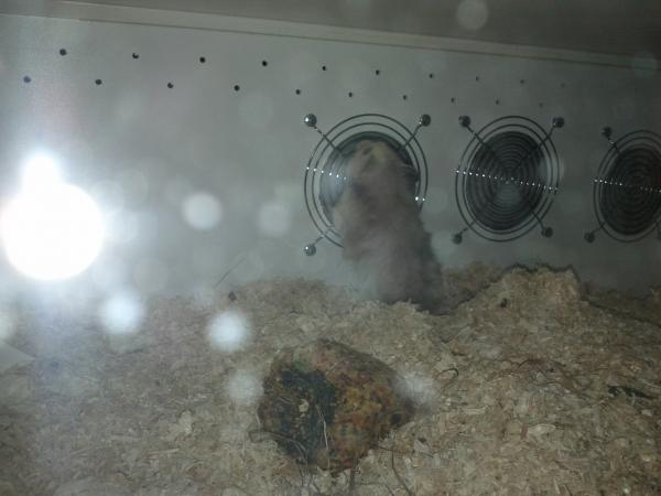 sonstiges hamster5 img0455