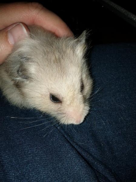 sonstiges hamster5 img0462