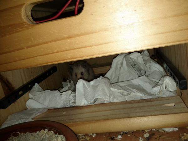 sonstiges hamster5 img0483