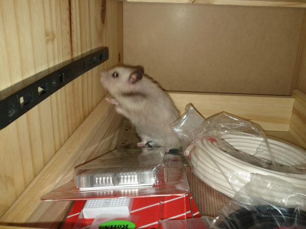 sonstiges hamster5 img0488