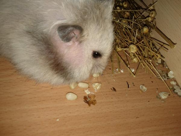 sonstiges hamster5 img0491