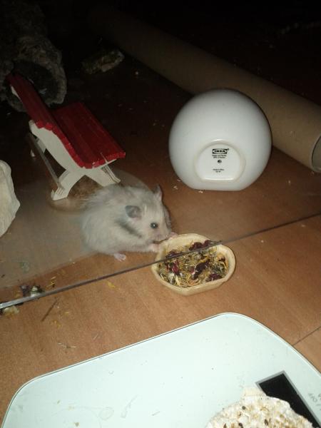 sonstiges hamster5 img0501