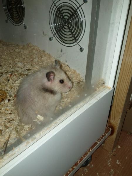 sonstiges hamster5 img0519