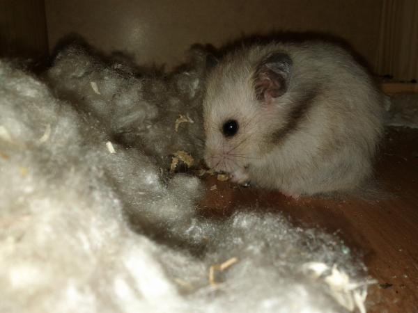 sonstiges hamster5 img0521