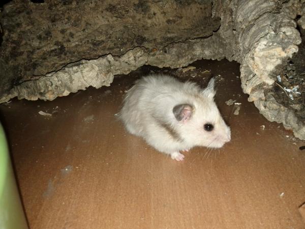 sonstiges hamster5 img0522