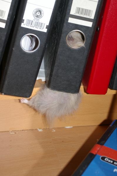 sonstiges hamster5 img0526