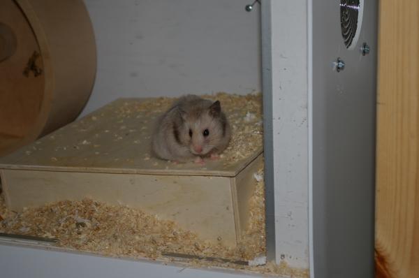 sonstiges hamster5 img0582