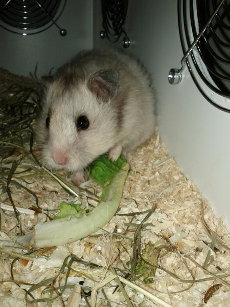 sonstiges hamster5 img0591