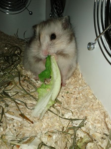 sonstiges hamster5 img0593