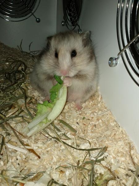sonstiges hamster5 img0594