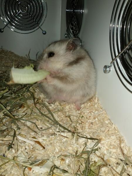 sonstiges hamster5 img0595