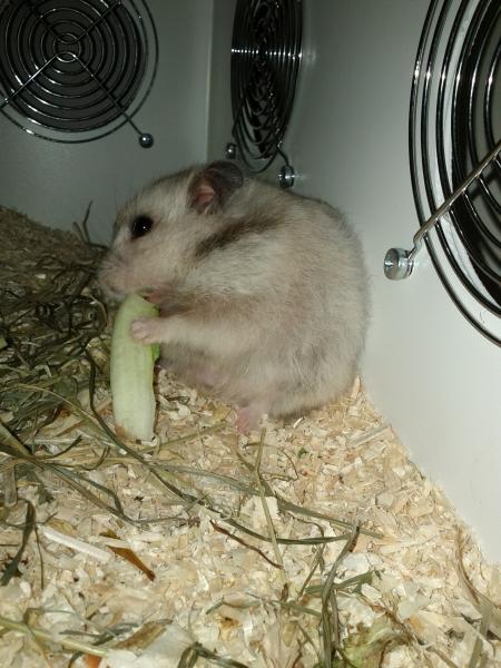 sonstiges hamster5 img0596
