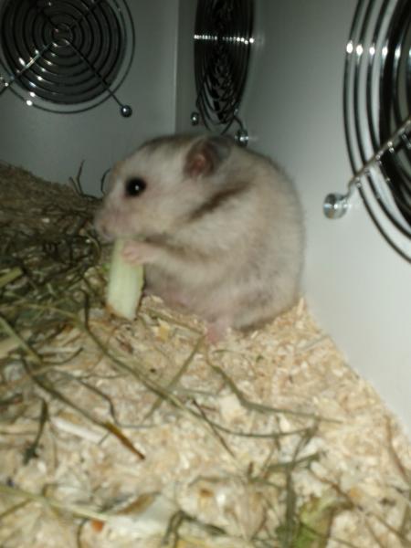 sonstiges hamster5 img0597