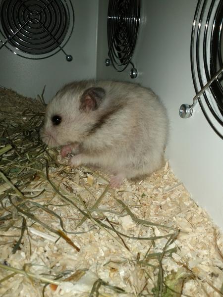 sonstiges hamster5 img0598