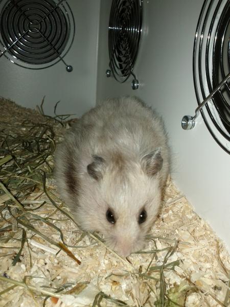 sonstiges hamster5 img0599