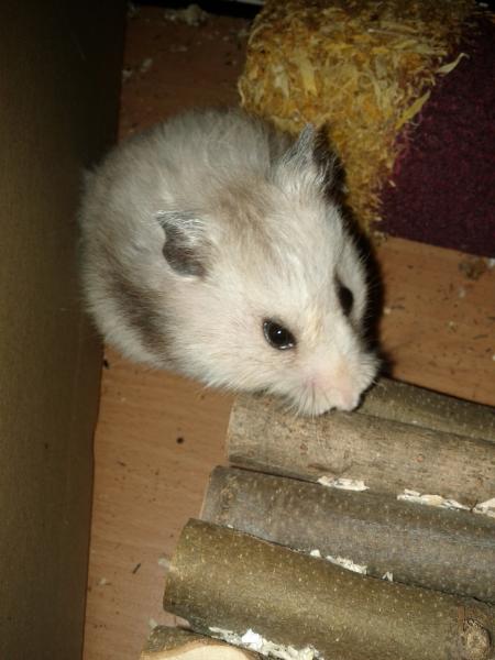 sonstiges hamster5 img0613
