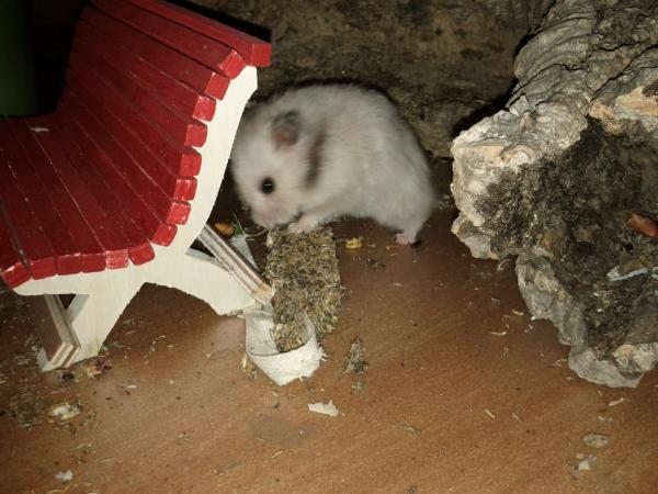 sonstiges hamster5 img0614