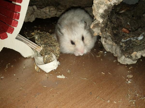 sonstiges hamster5 img0615