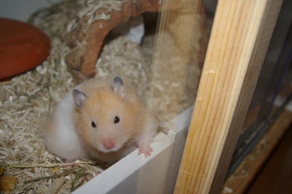 hamster 2013 img0008