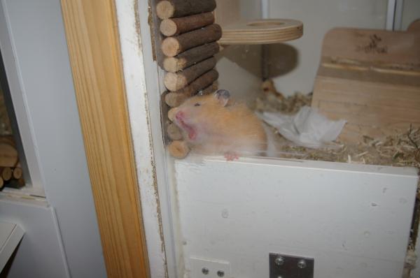 hamster 2013 img0021