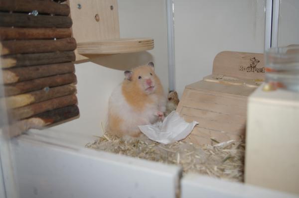 hamster 2013 img0022
