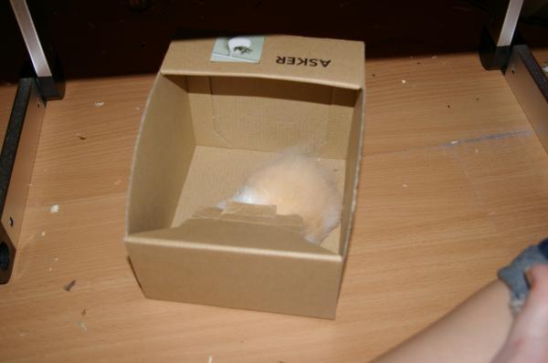 hamster 2013 img0051