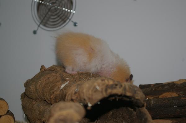 hamster 2013 img0106