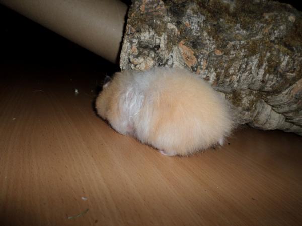 hamster 2013 img0191