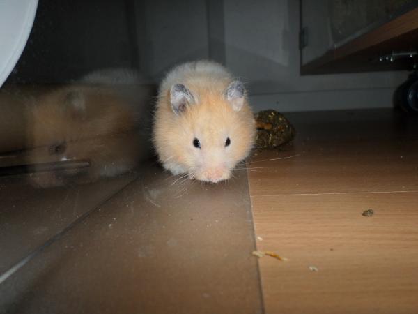 hamster 2013 img0274