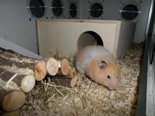 hamster 2013x2 img0010