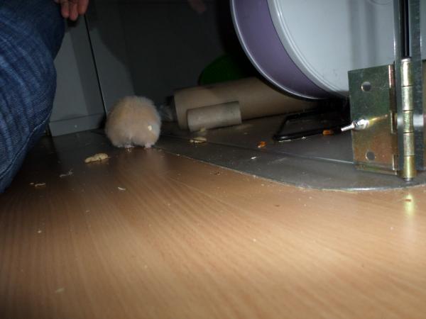 hamster 2013x2 img0018