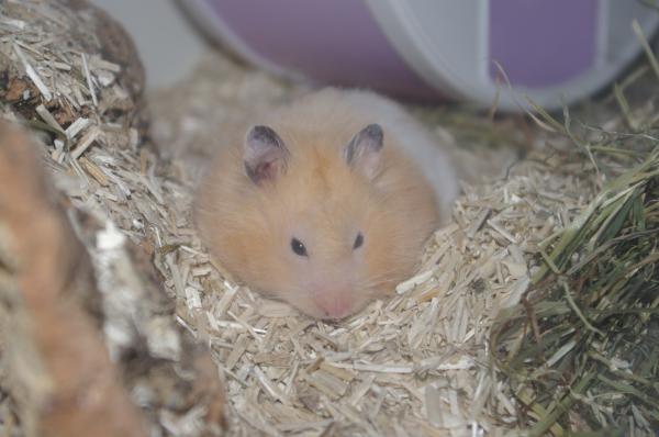 sonstiges hamster5 img0587