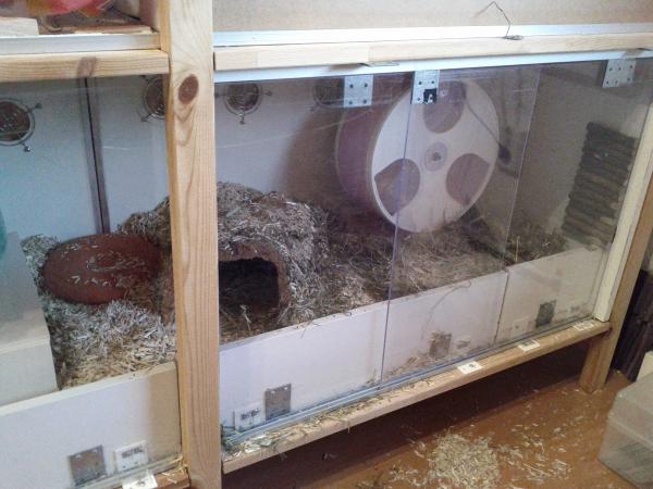 sonstiges hamster5 img0559