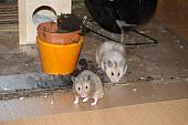 sonstiges hamster3 img0133