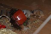 sonstiges hamster4 img0148