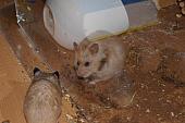 sonstiges hamster5 img0003