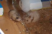 sonstiges hamster5 img0004