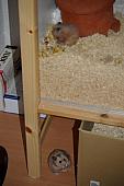 sonstiges hamster5 img0050