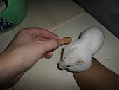 hamster 2013x2 img0277