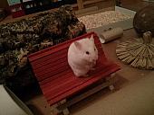 hamster 2013x2 img0307