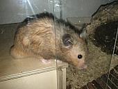 sonstiges hamster3 img0035