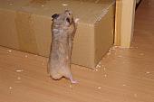 sonstiges hamster5 img0017