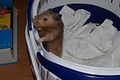 sonstiges hamster5 img0038