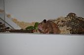 sonstiges hamster5 img0098