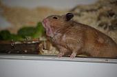 sonstiges hamster5 img0100